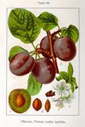 Prunus Domestica